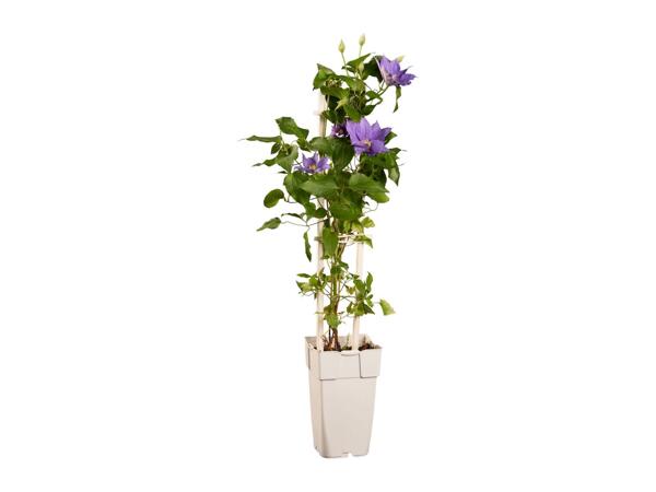 Climbers & Clematis