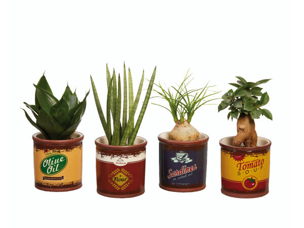 Plantes vertes dans un pot retro