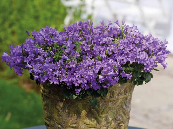 Klokkeblomst