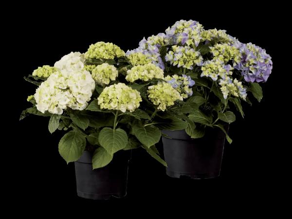 Gartenhortensie