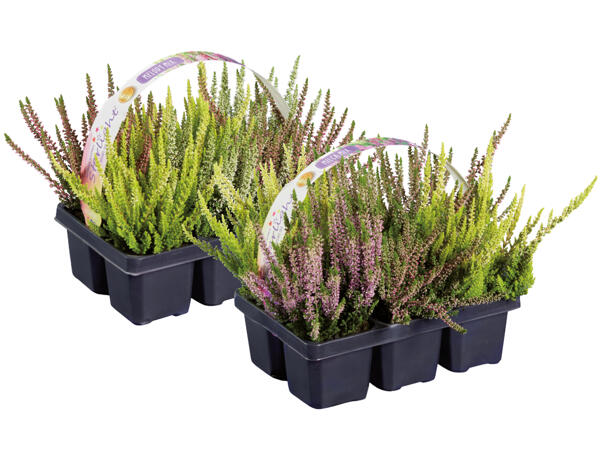 Calluna, 6er Tray