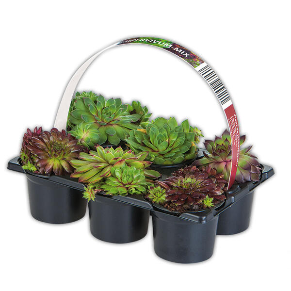 Sempervivum
