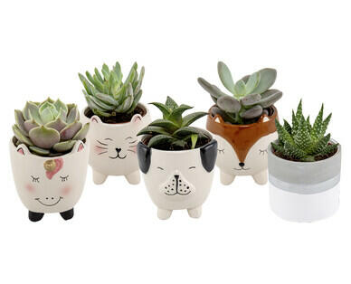 PLANTE SUCCULENTE