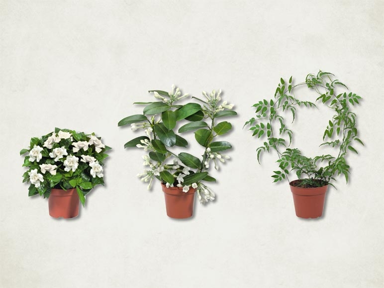 Jasmin, stephanotis en arc et gardénia en buisson (dès le 8.2.)