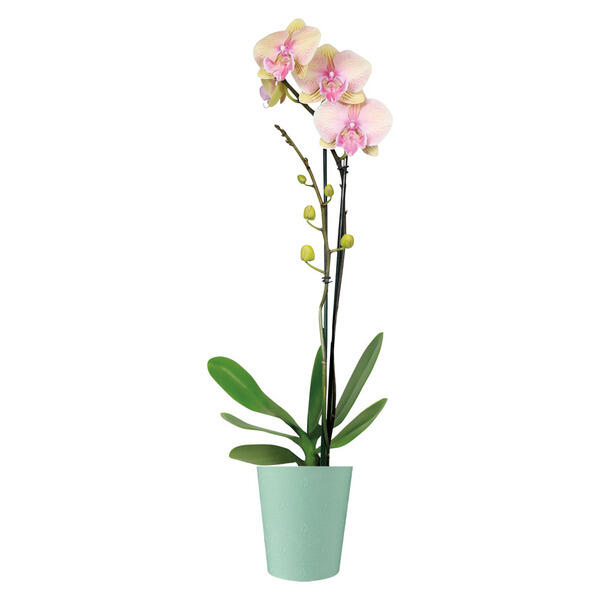 Easy Orchid - 5"