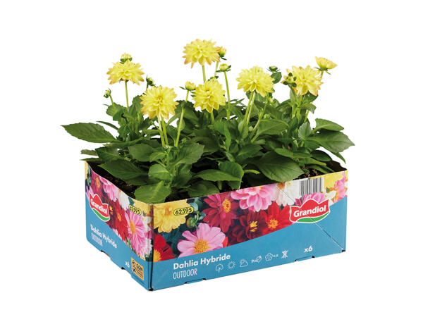 Bedding Plants