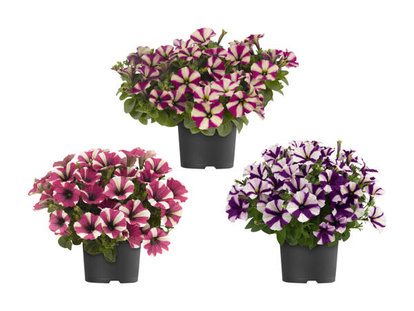 Pétunias bicolores