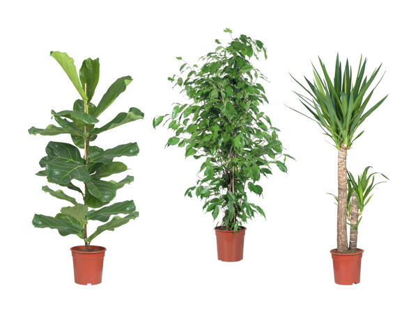 Grandes plantes vertes