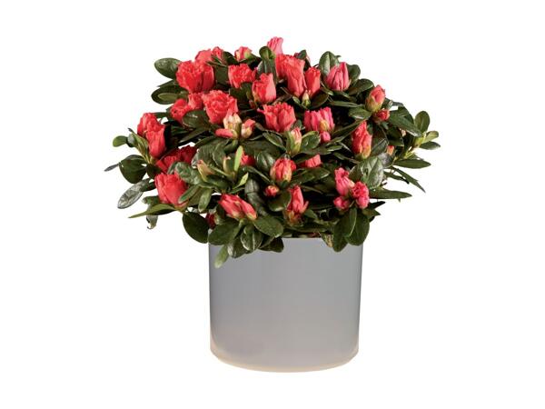 Cyclamen/​Azalea in Pot