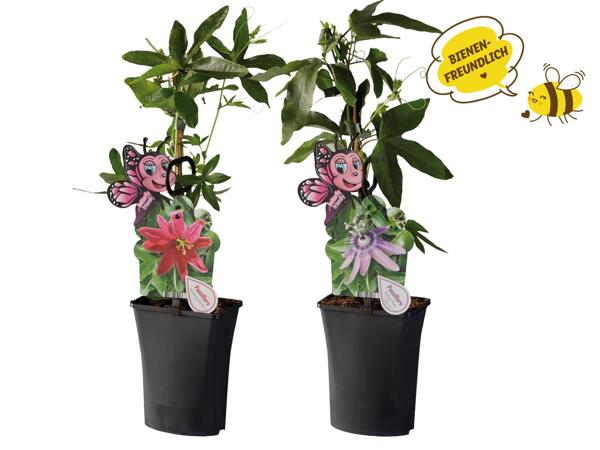 Passionsblume (Passiflora)