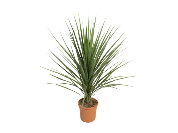 Selection of Palms