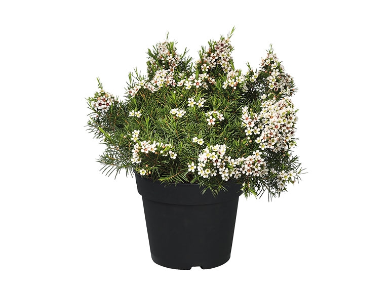 Snowflake Waxflower
