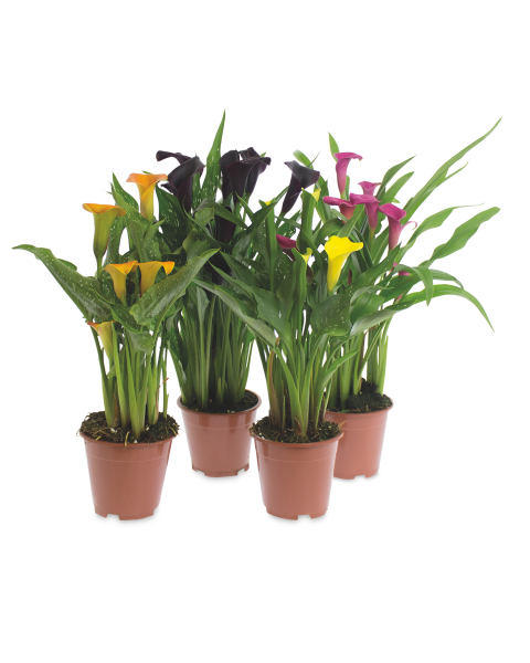 Calla Lily