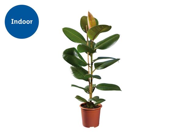 Houseplants