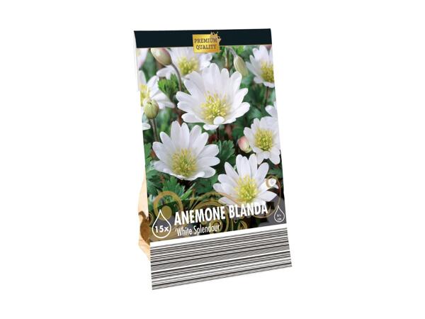 Blomsterløg