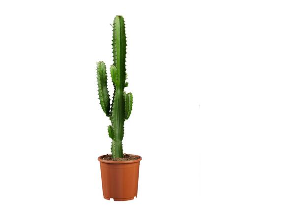 Cactus "Desert Stars"