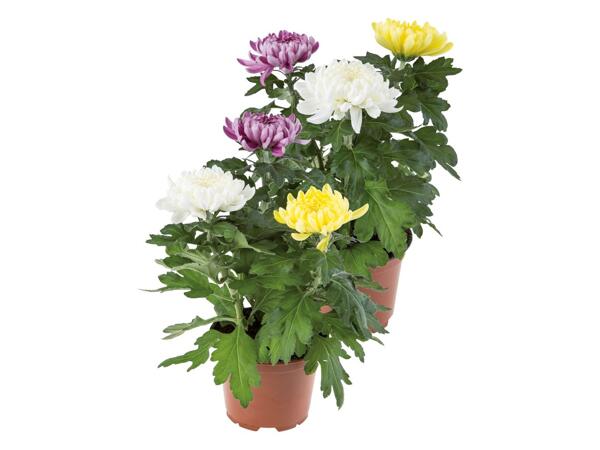 Chrysanthemum