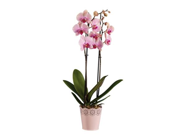 Twin Stem Orchid
