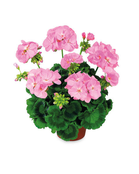 Irish Instant Colour Summer Bedding