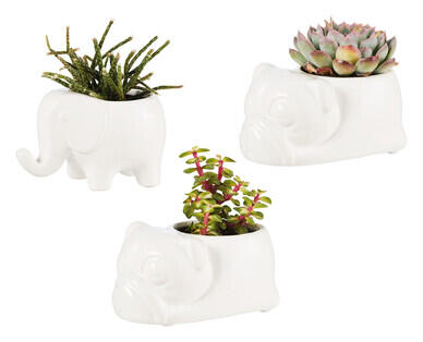 Ceramic Animal Pot with Succulent