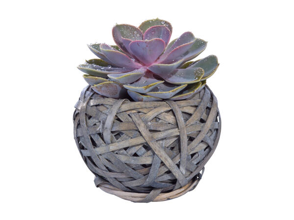 Succulent