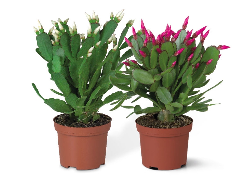 Christmas Cactus