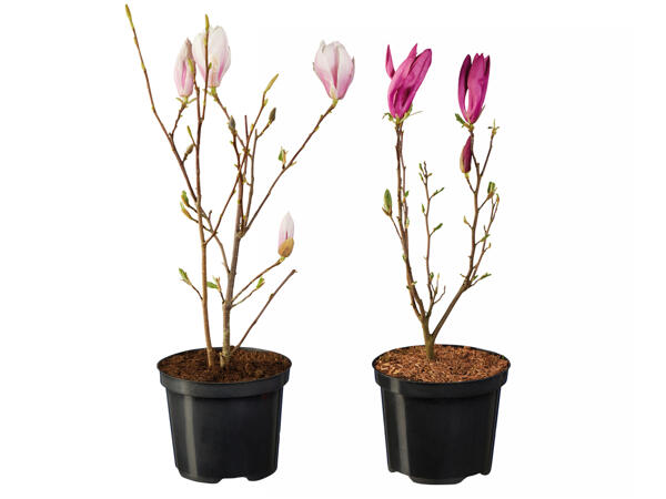 Magnolien