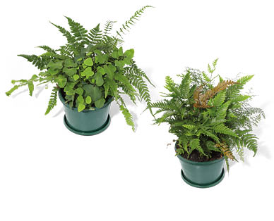 Assorted Fern Planters 155mm