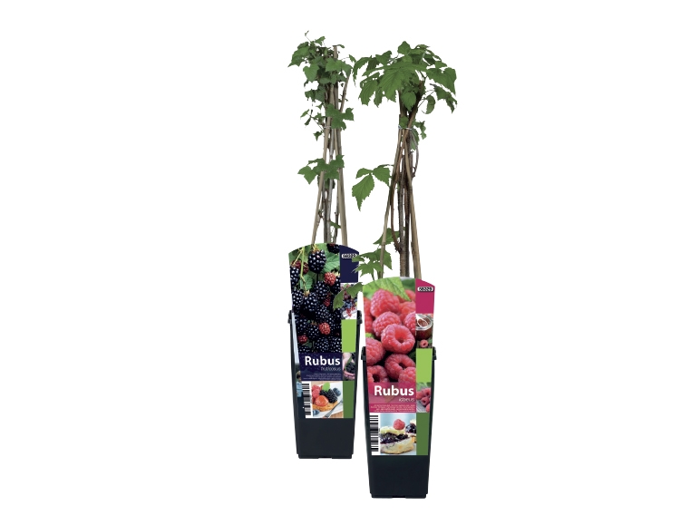 Fruit Bush