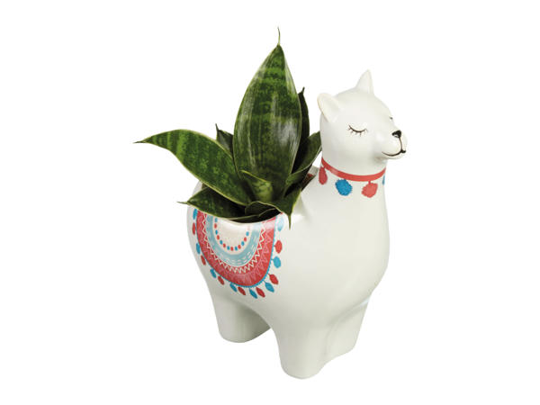 Easy to Care for Plant in Alpaca Ceramic1