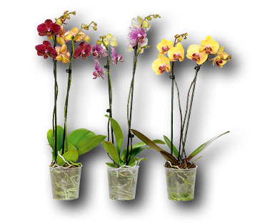 Phalaenopsis 2 panicules