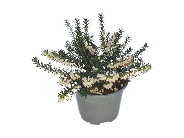 Small Flowering Heather