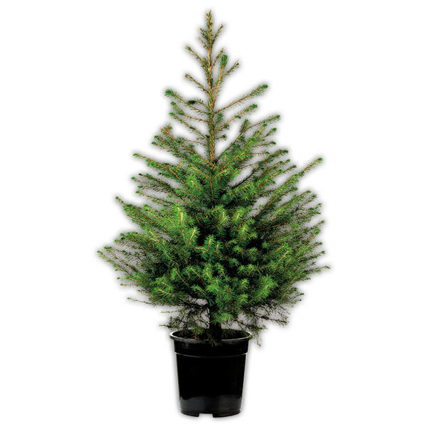 Weihnachtsbaum