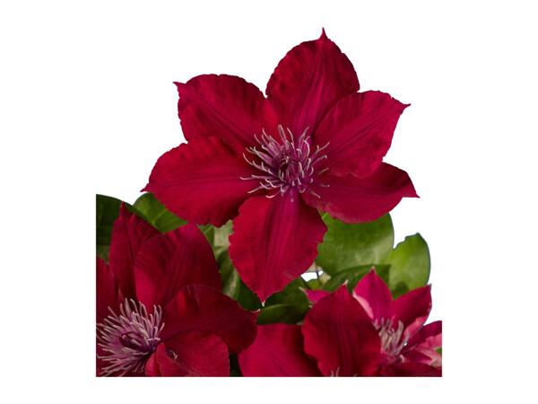 Climbers & Clematis