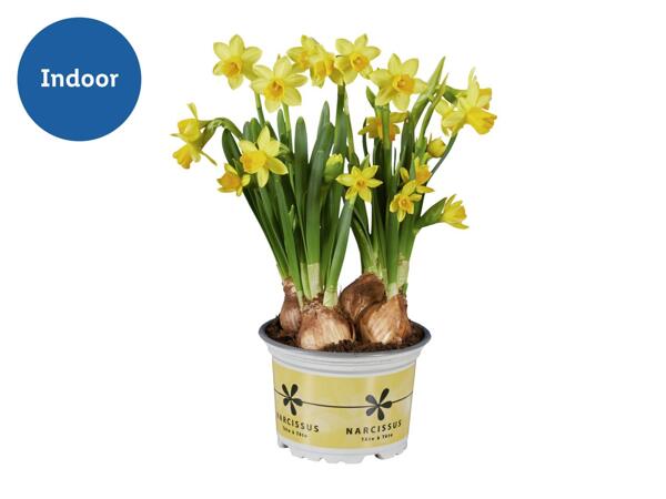 Potted Daffodils