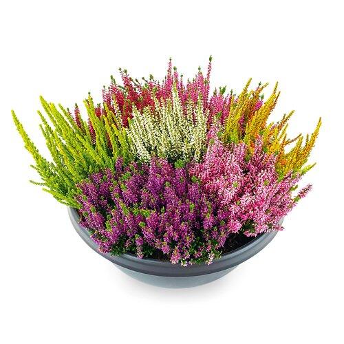 Ciotola Calluna "Mosaica"