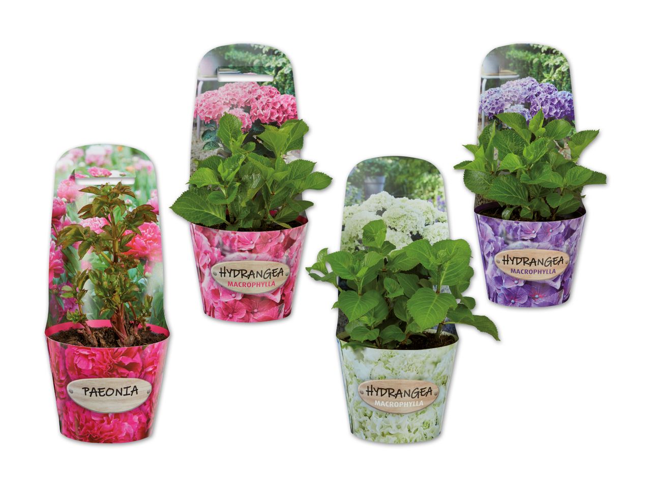 Hortensie oder Pfingstrose