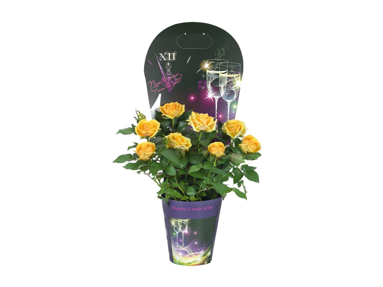 Plantas Variadas Com Flor vaso 11 cm - Lidl - Portugal - Specials archive