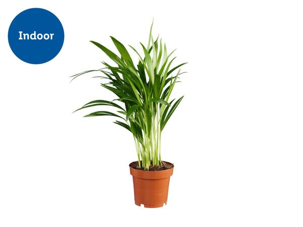 Air Purifying Plants