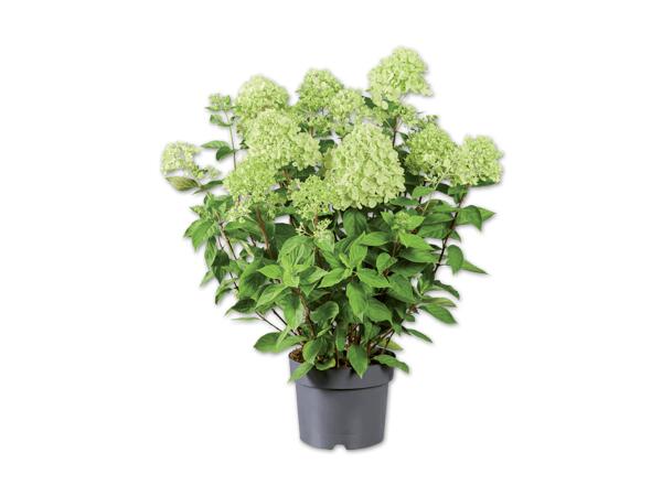 Rispenhortensie