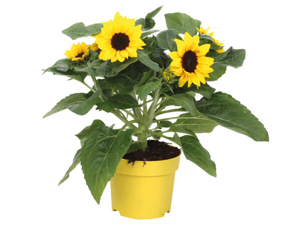 Helianthus Sunbelieveable (Sonnenblume)