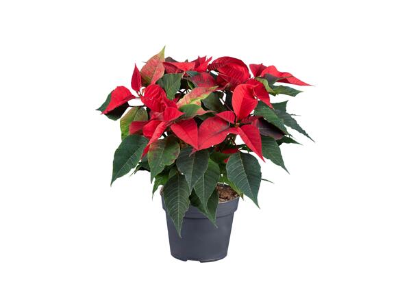 Poinsettia