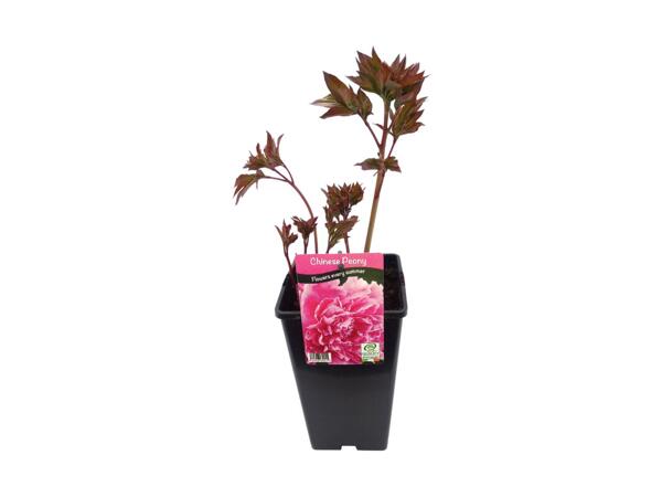 Chinese Peony Collection