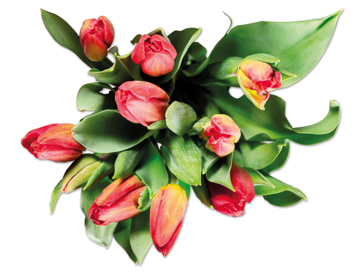 Tulpenstrauß