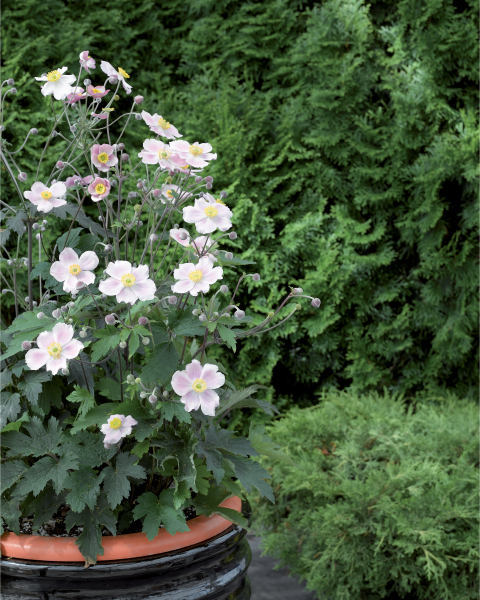 2L Late Summer Perennials