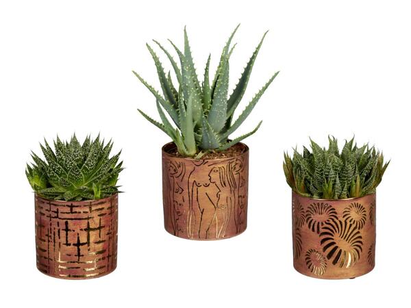 Mix aloe in rame-ceramica "Gold"