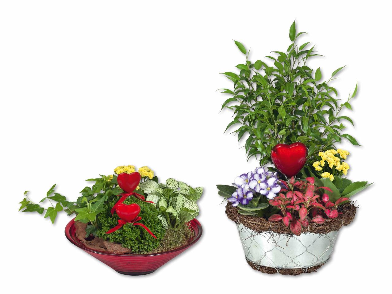 Pot de plantes pour la fête des mères