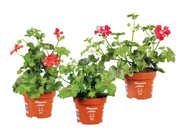 Variegated Geranium