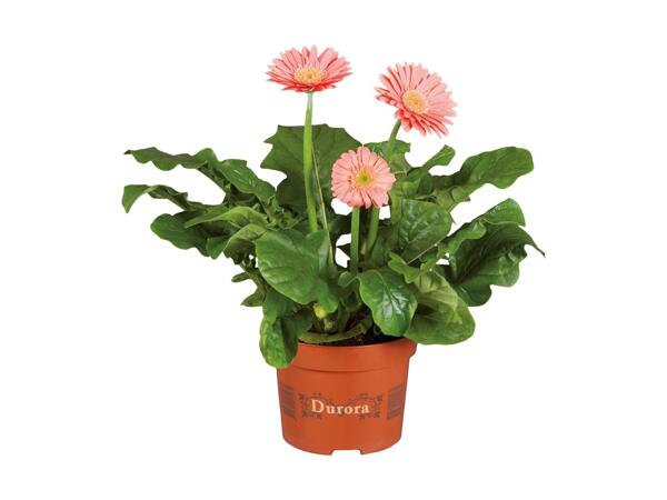 In & Outdoor Gerbera