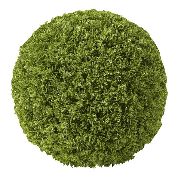 Buxusbol of grasbol